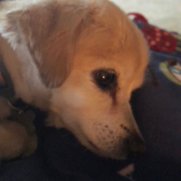 Meet your Posher, Tabitha - Picture 1 of 1